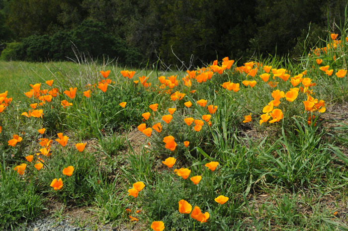 The California Poppy