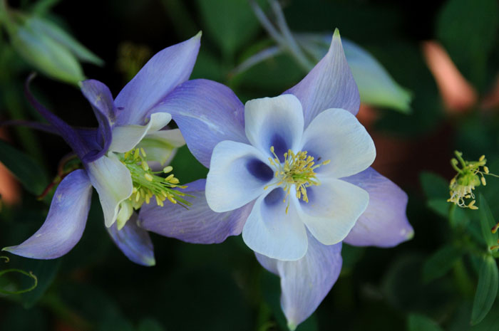 columbine