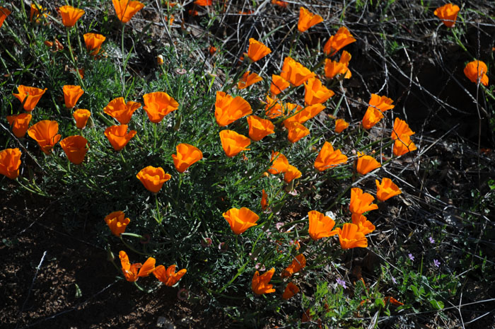 Flora & Fauna Around Mt. Diablo