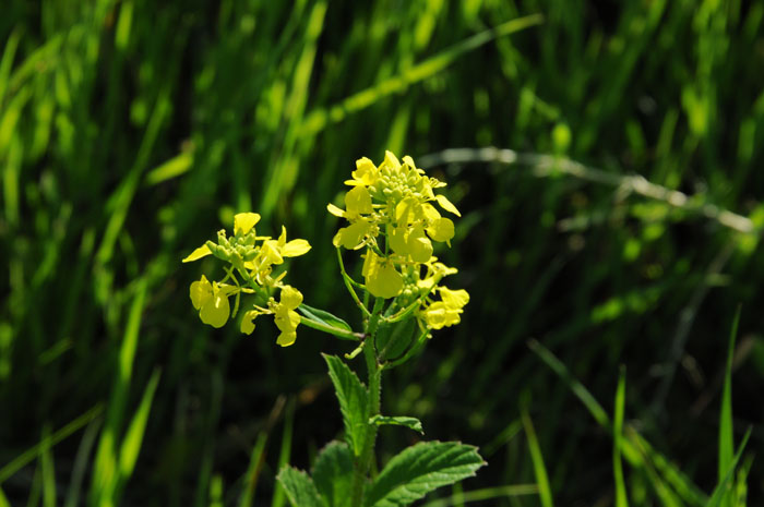 Flora & Fauna Around Mt. Diablo