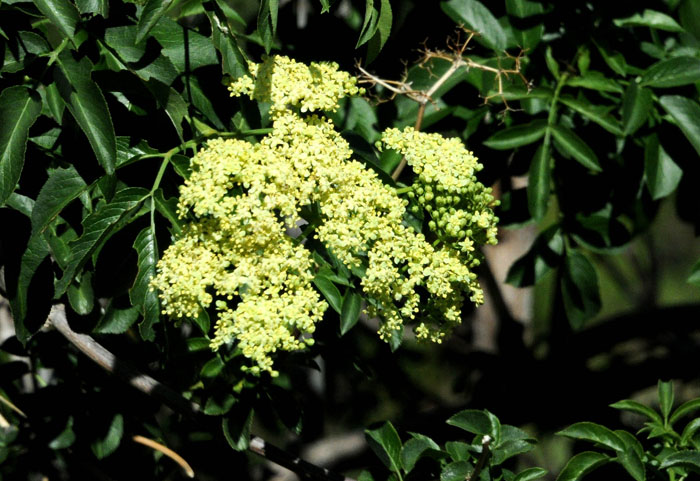 Flora & Fauna Around Mt. Diablo