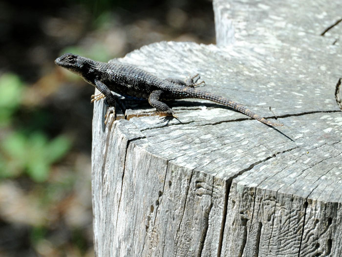 Arboretum resident guide