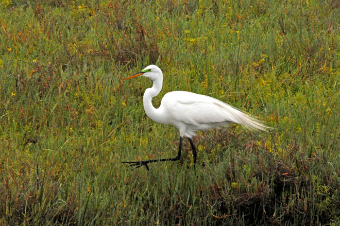 the strut