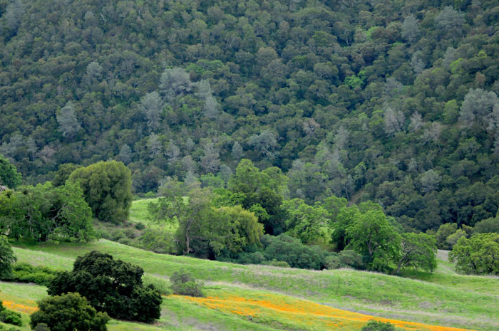 Flora & Fauna Around Mt. Diablo