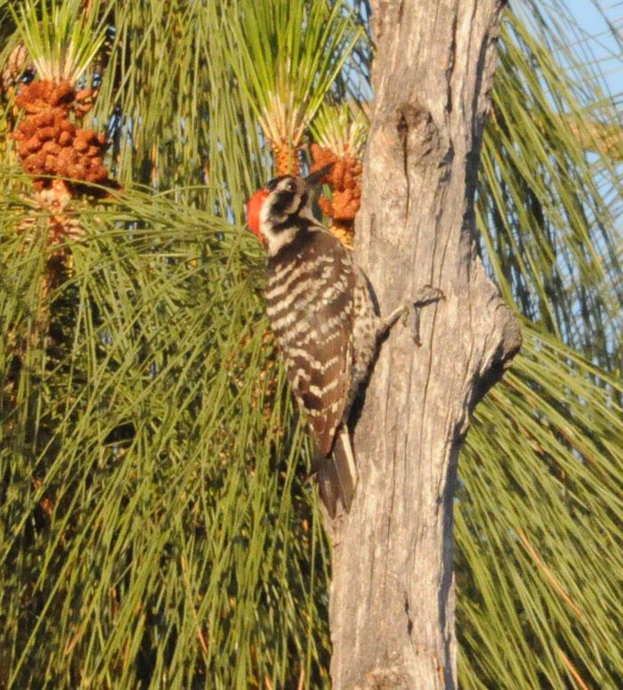 Flora & Fauna Around Mt. Diablo