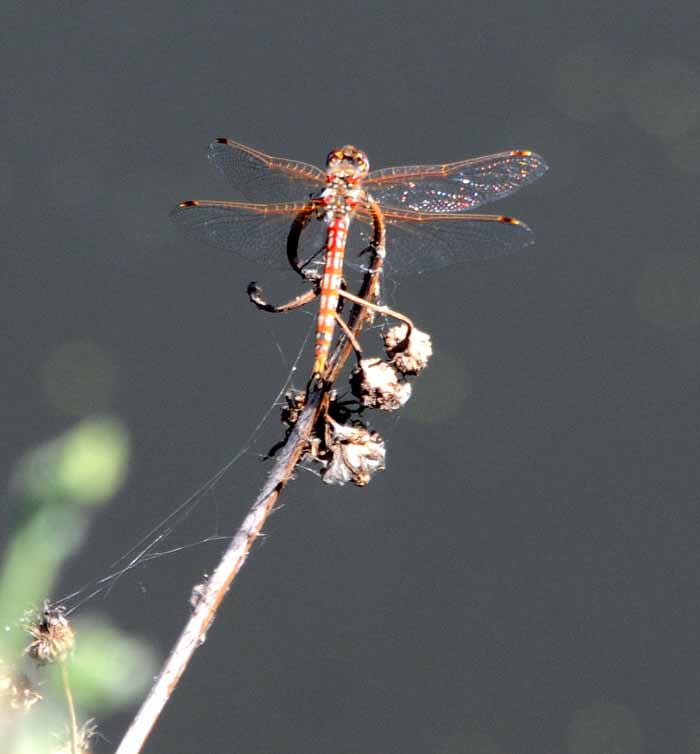 visitor to very dry host