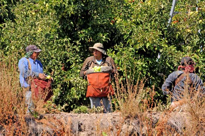 labor intensive harvest