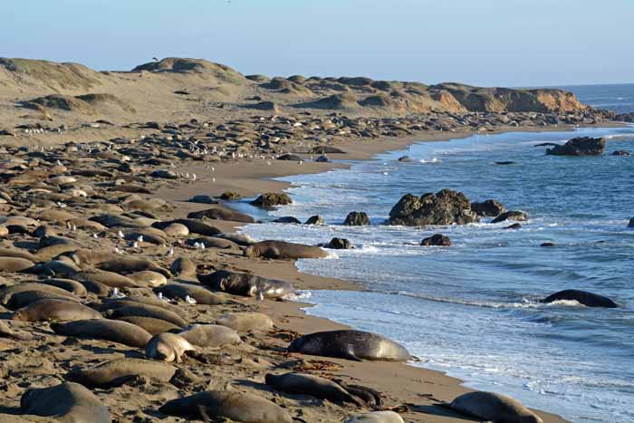 Elephant Seals of Piedras Blancas