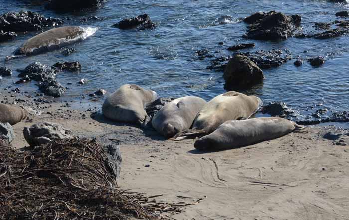 Elephant Seals of Piedras Blancas