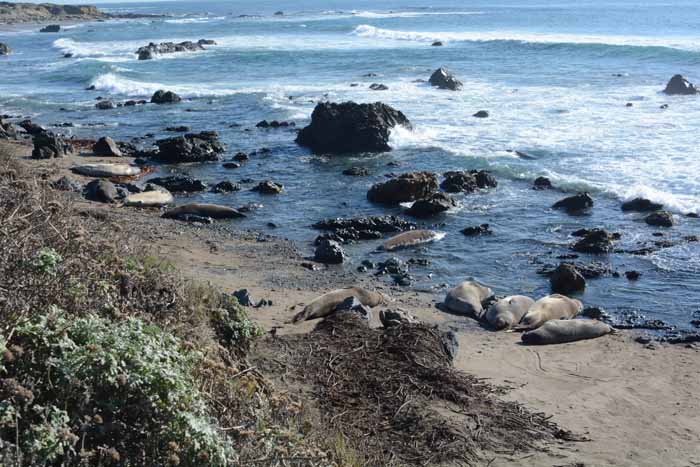 Elephant Seals of Piedras Blancas