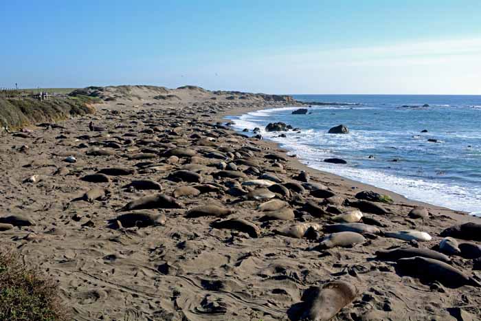 Elephant Seals of Piedras Blancas