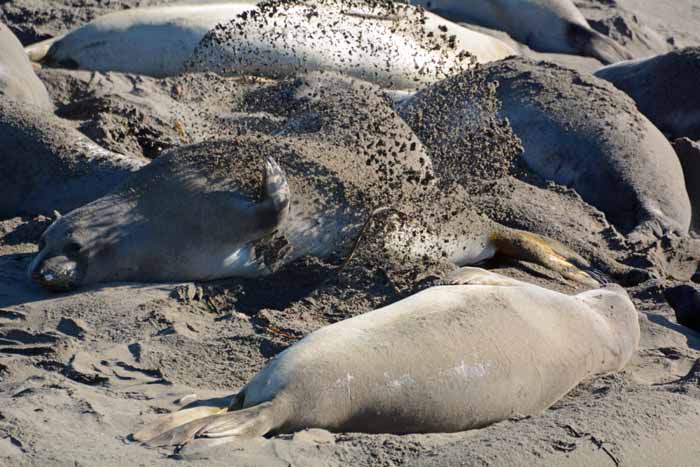 Elephant Seals of Piedras Blancas