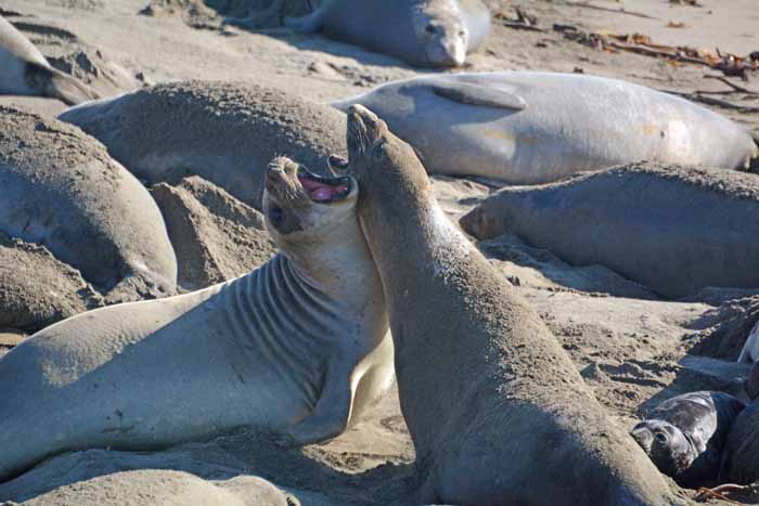 Elephant Seals of Piedras Blancas