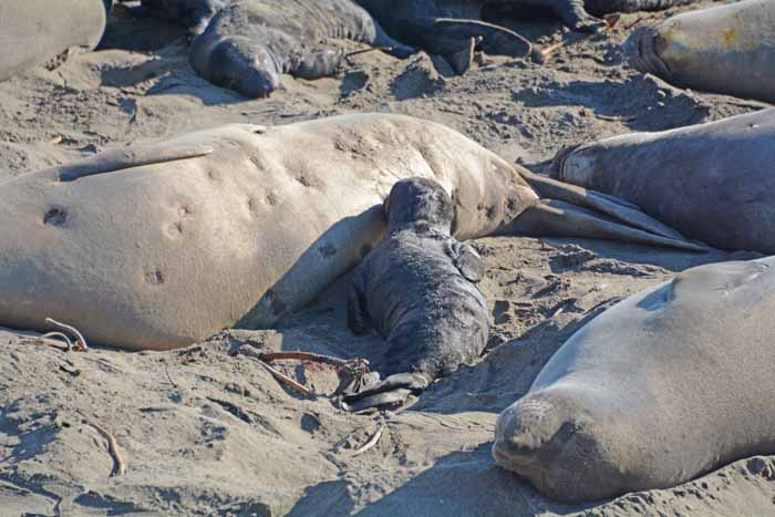 Elephant Seals of Piedras Blancas