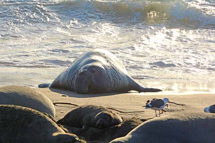 Elephant Seals of Piedras Blancas