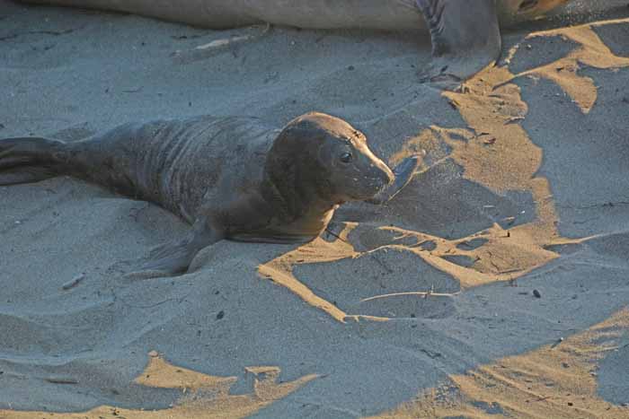 Elephant Seals of Piedras Blancas