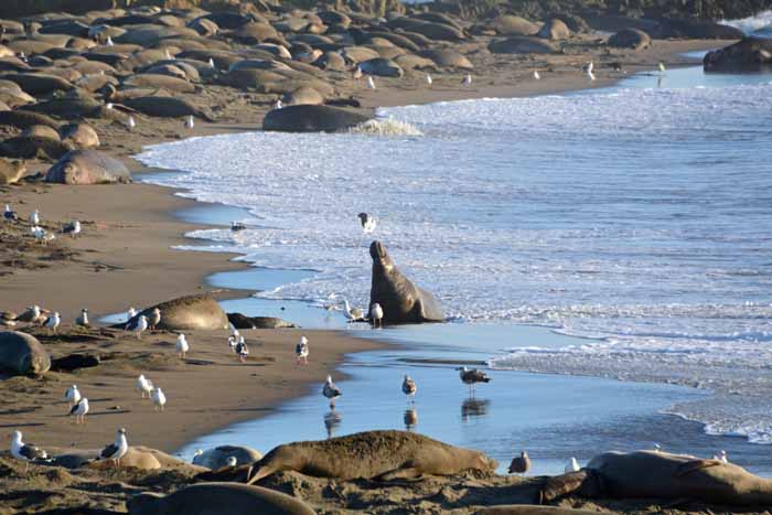 Elephant Seals of Piedras Blancas