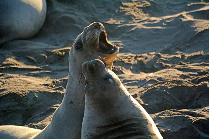 Elephant Seals of Piedras Blancas