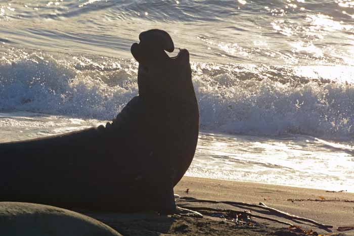 Elephant Seals of Piedras Blancas