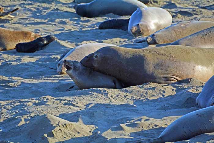 Elephant Seals of Piedras Blancas