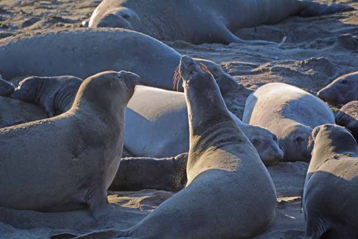 Elephant Seals of Piedras Blancas