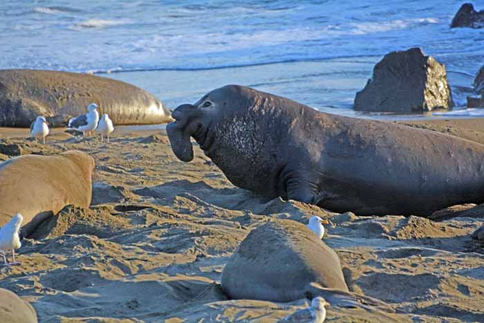 Elephant Seals of Piedras Blancas