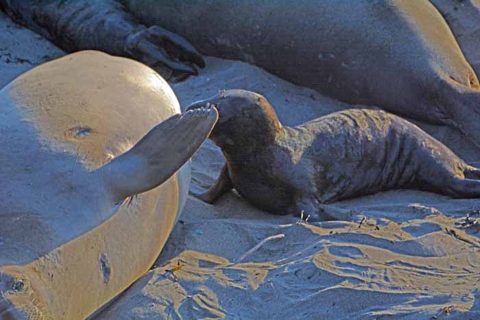 Elephant Seals of Piedras Blancas