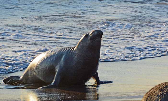 Elephant Seals of Piedras Blancas