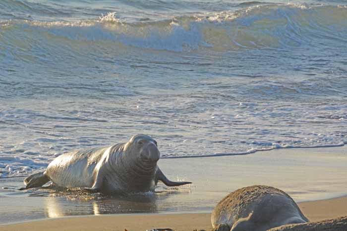 Elephant Seals of Piedras Blancas