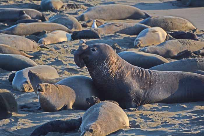 Elephant Seals of Piedras Blancas