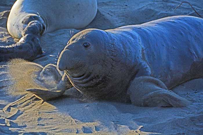 Elephant Seals of Piedras Blancas