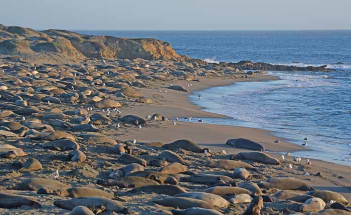 Elephant Seals of Piedras Blancas