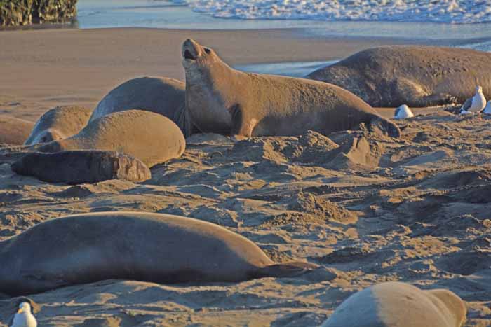 Elephant Seals of Piedras Blancas