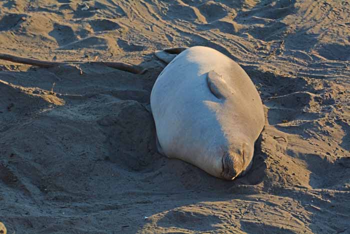 Elephant Seals of Piedras Blancas