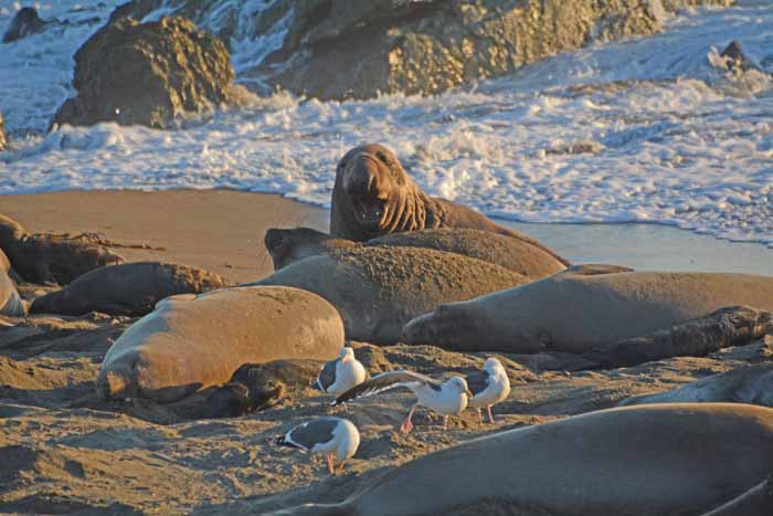 Elephant Seals of Piedras Blancas