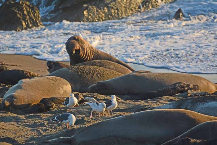 Elephant Seals of Piedras Blancas