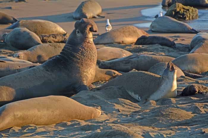 Elephant Seals of Piedras Blancas