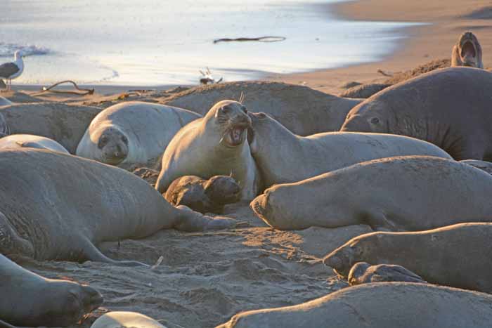 Elephant Seals of Piedras Blancas