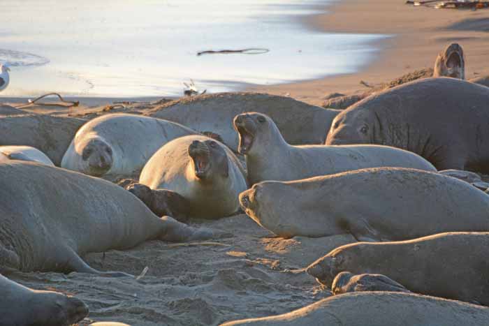 Elephant Seals of Piedras Blancas