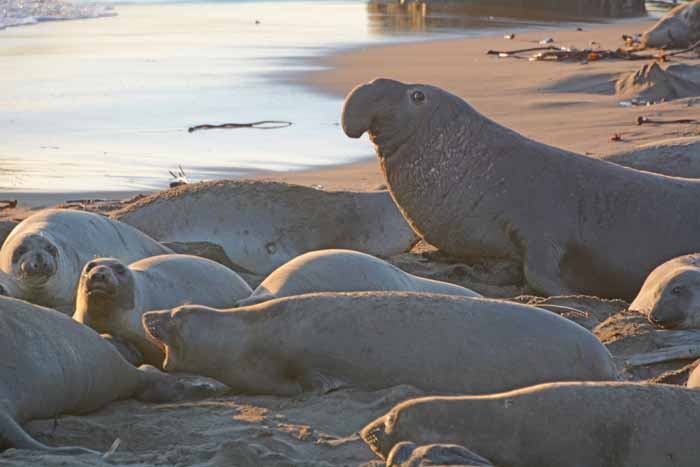 Elephant Seals of Piedras Blancas