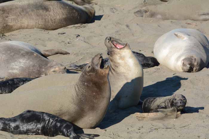 Elephant Seals of Piedras Blancas