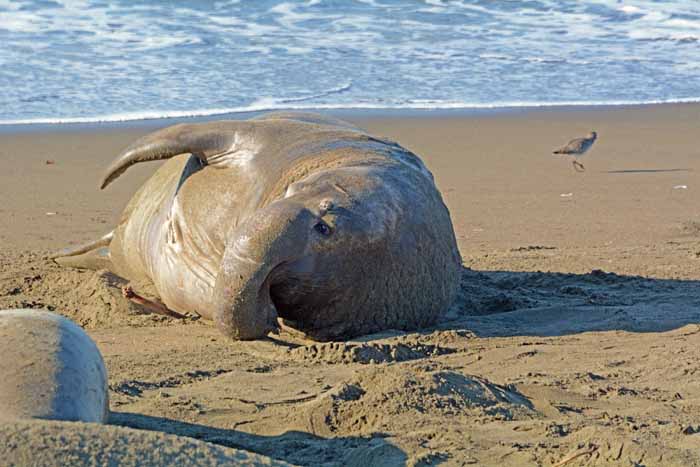 Elephant Seals of Piedras Blancas