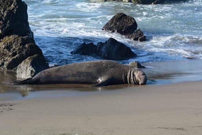 Elephant Seals of Piedras Blancas