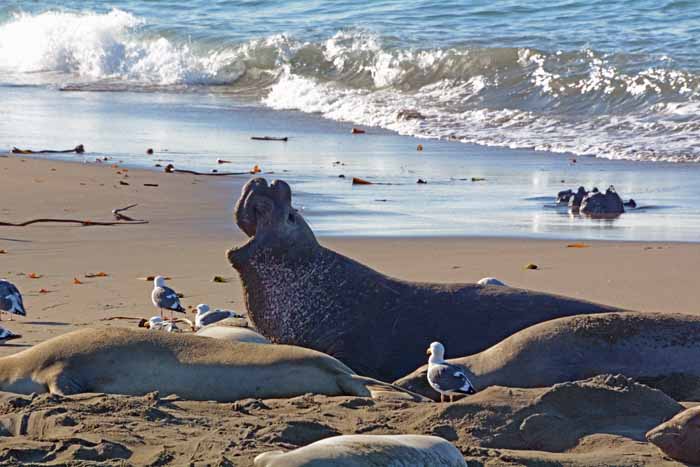 Elephant Seals of Piedras Blancas