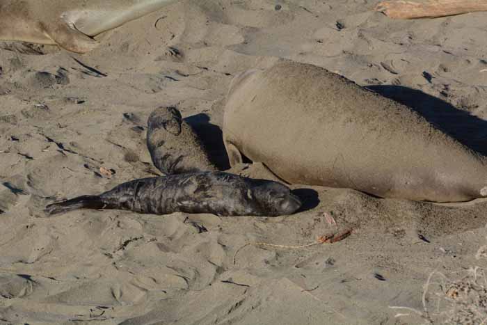 Elephant Seals of Piedras Blancas