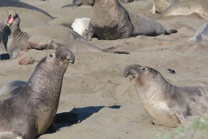 Elephant Seals of Piedras Blancas