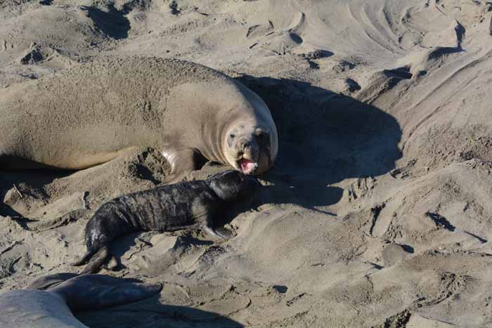 Elephant Seals of Piedras Blancas