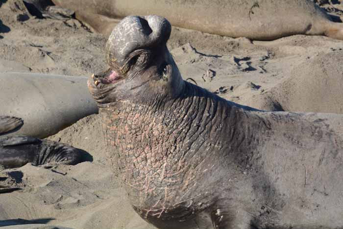 Elephant Seals of Piedras Blancas