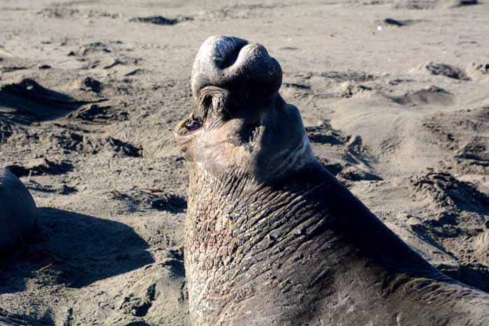 Elephant Seals of Piedras Blancas