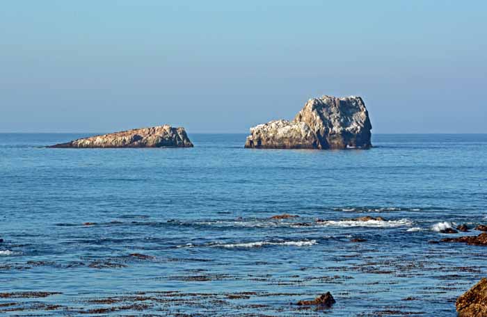 Elephant Seals of Piedras Blancas